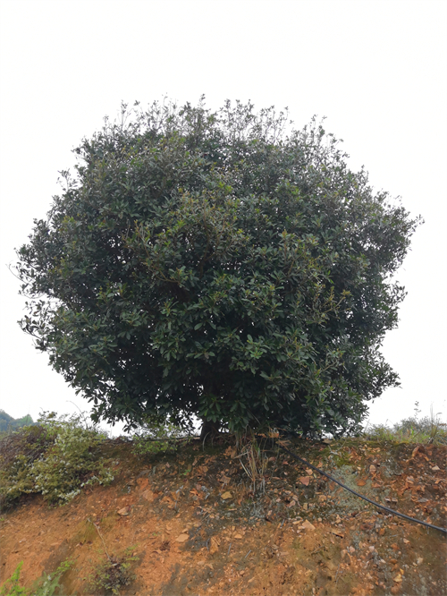 4米冠幅斷根楊梅基地，裝車(chē)場(chǎng)景